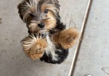 Black and tan Male yorkie