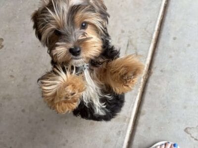 Black and tan Male yorkie