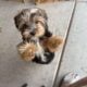 Black and tan Male yorkie