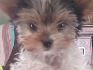 PARTI COLOR YORKIE REGISTERED TINY LITTLE GIRL
