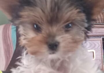 PARTI COLOR YORKIE REGISTERED TINY LITTLE GIRL