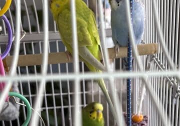 3 FANCY parakeets with cage