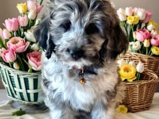 Willow