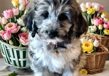 Willow