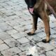Belgium Malinois 1year
