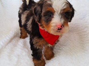 Mini Bernedoodle puppy Cooper