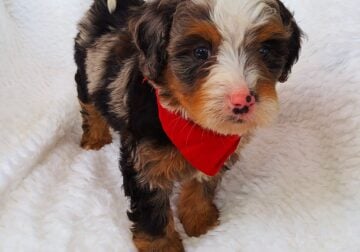 Mini Bernedoodle puppy Cooper