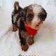 Mini Bernedoodle puppy Cooper