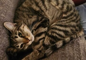 Sweet tiger kitty looking for new home