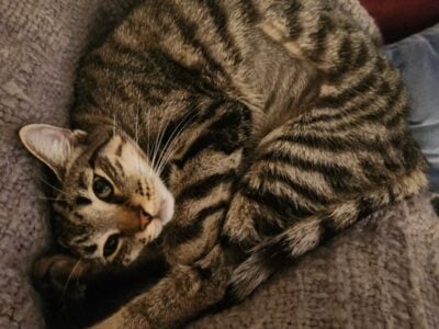 Sweet tiger kitty looking for new home