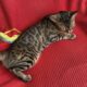 BENGAL CAT EUROPEAN BLOODLINES!
