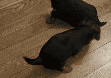 Hazel and Daisy looking for their forever home/s!