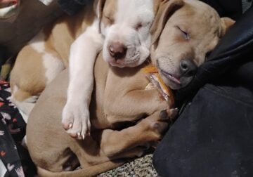 Rhodesian ridgeback pitbull mix 9 weeks