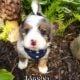 Mini Bernedoodle Mason