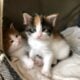 Maine coons