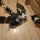 Female Beagle Puppies