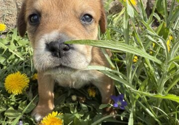 Female puppy #3