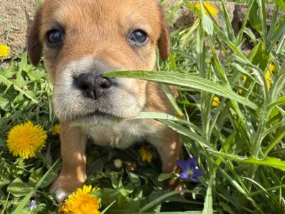 Female puppy #3