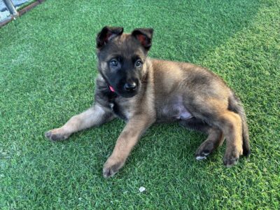 Malinois cross