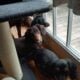 PUREBRED FEMALE Blk/Tan Miniature Dachshund PUPPY