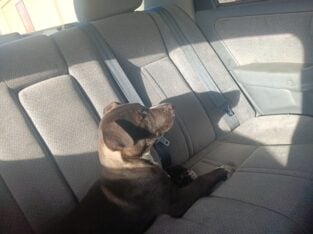 Homer needs a home Can you help him?