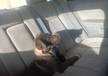 Homer needs a home Can you help him?