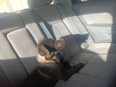 Homer needs a home Can you help him?