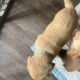 Adorable yellow labs for sale