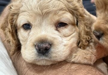 Cockapoo Female 8 wk