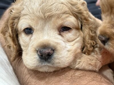 Cockapoo Female 8 wk