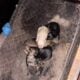 Gorgeous litter of six German Shepherd puppies for