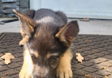 Pure bred, German Shepherds Puppies. 10wks