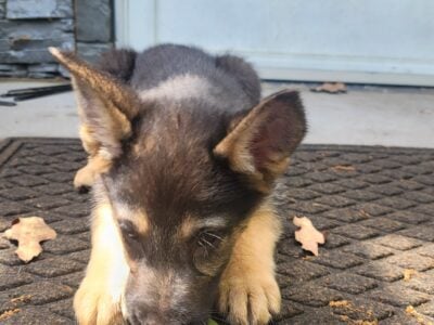 Pure bred, German Shepherds Puppies. 10wks