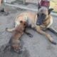 Malinoi puppies