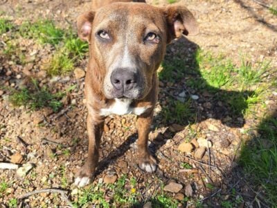 Sweet gentle young dog to a good home.