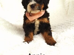 Mini bernedoodle puppy Annie