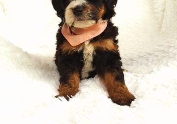 Mini bernedoodle puppy Annie