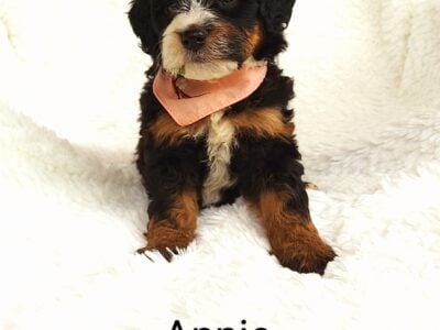 Mini bernedoodle puppy Annie