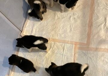 American Akita puppies