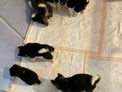 American Akita puppies
