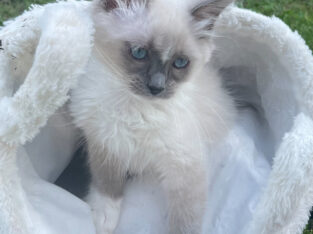 Blue Mitted Ragdoll Boy