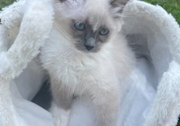 Blue Mitted Ragdoll Boy