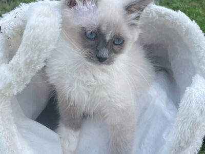 Blue Mitted Ragdoll Boy