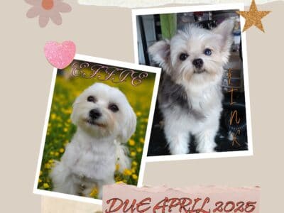 Upcoming Morkies