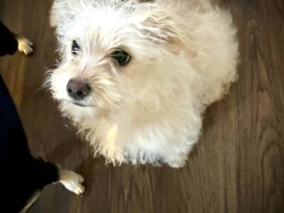 Tibetan Terrier Female Puppy