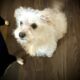 Tibetan Terrier Female Puppy