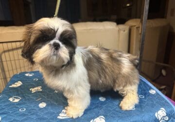 Shih Tzu Puppies. AKC/Ukraine Ch. lines