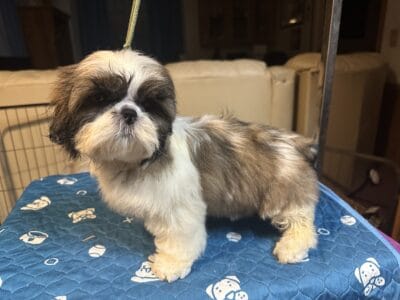 Shih Tzu Puppies. AKC/Ukraine Ch. lines