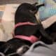 Great mid sized 10 mth old Dog