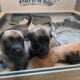 Sweet Malinois puppies
